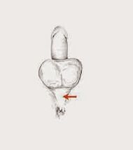 Potensi otot sareng tegangan maranéhna pikeun ningkatkeun kurilian